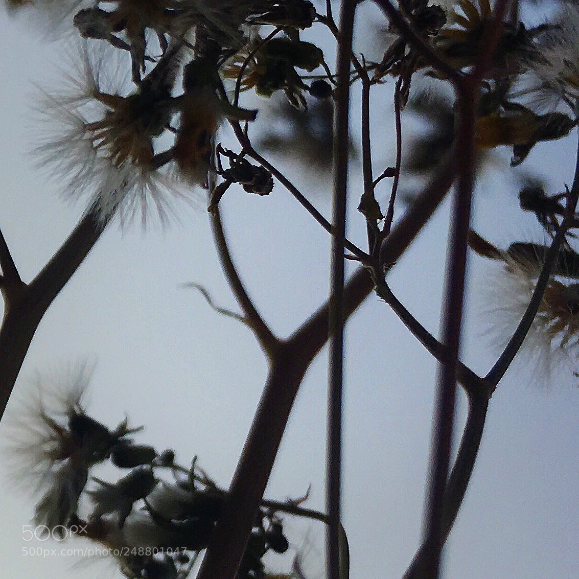 Apple iPhone 6s sample photo. 蒲公英 photography