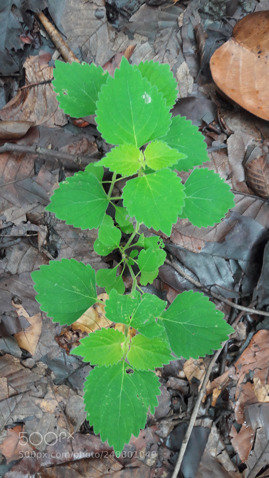 Samsung Galaxy J7 sample photo. Beautiful plant in forest photography