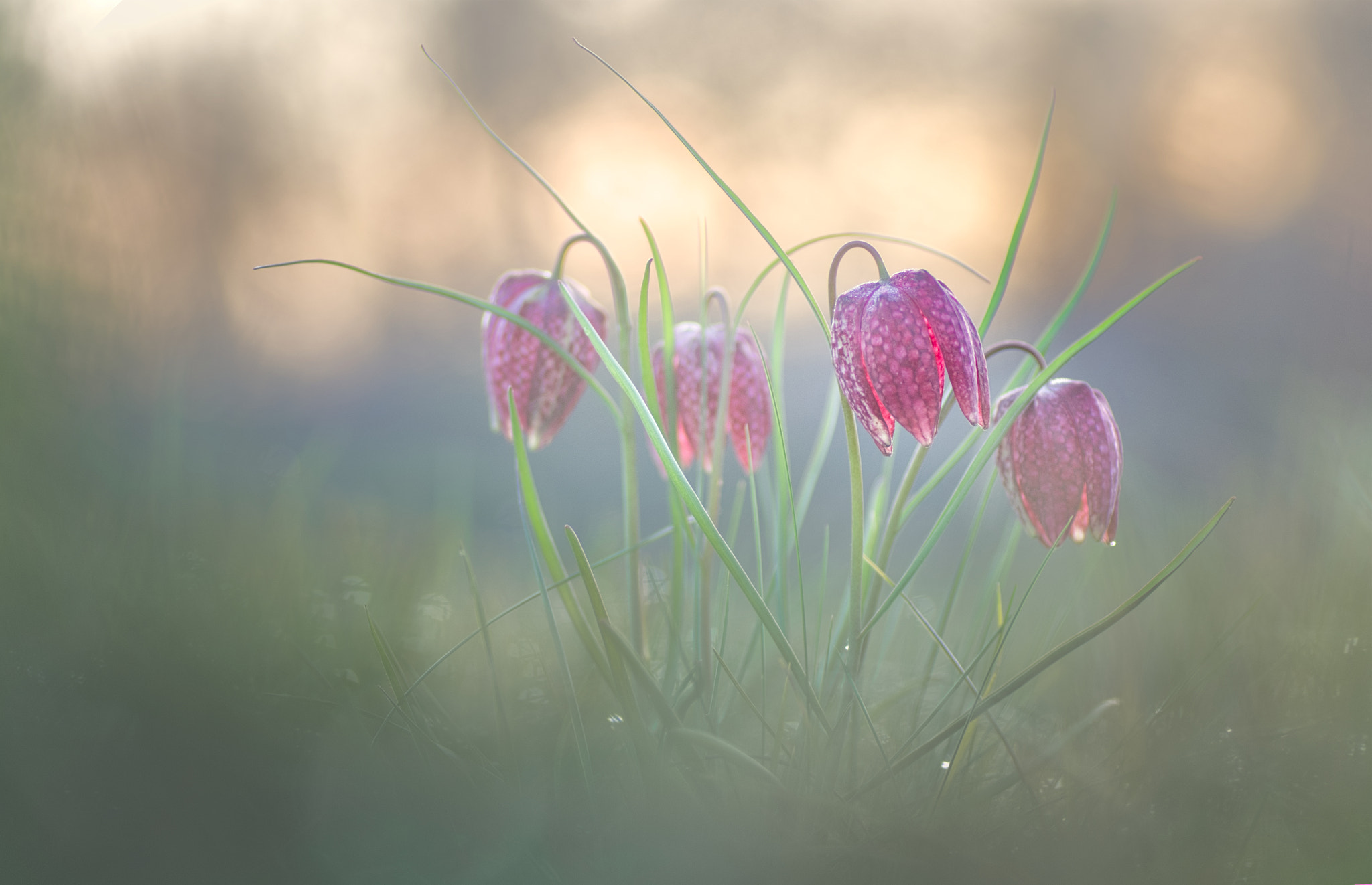 Pentax K-5 sample photo. Gang of flowers photography