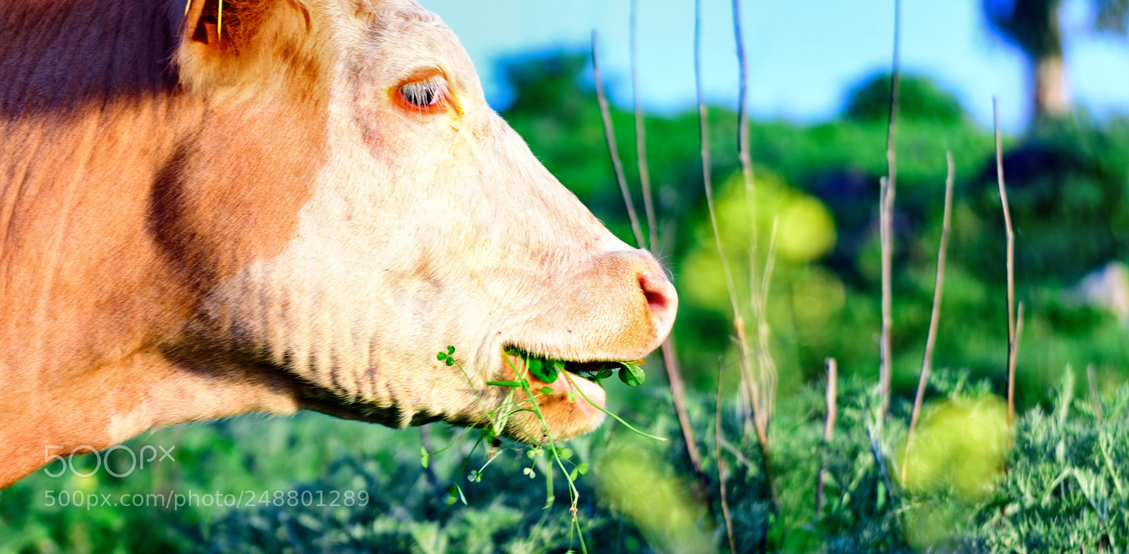 Nikon D7200 sample photo. A cow chewing green photography