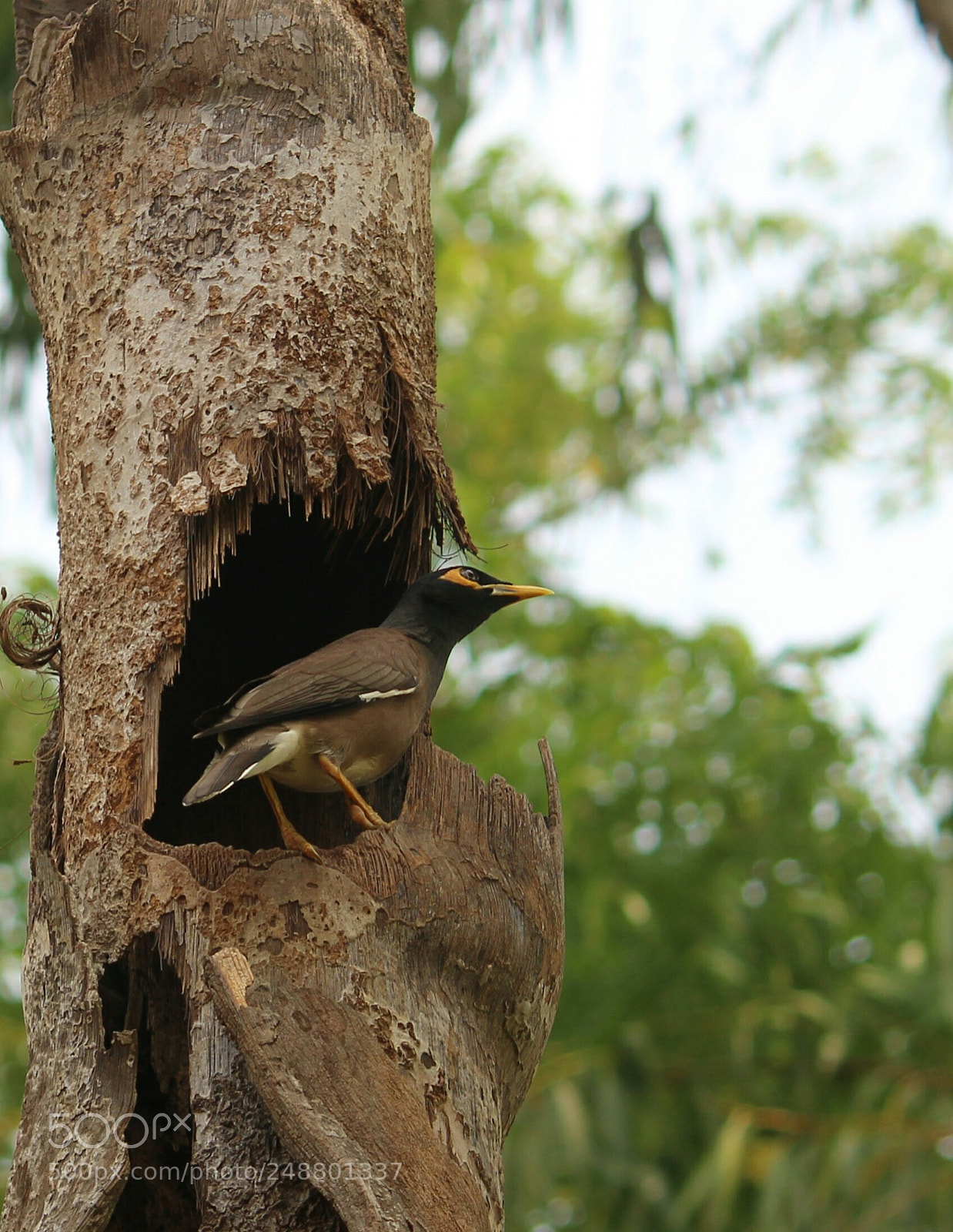 Canon EOS 1200D (EOS Rebel T5 / EOS Kiss X70 / EOS Hi) sample photo. Into the tree photography