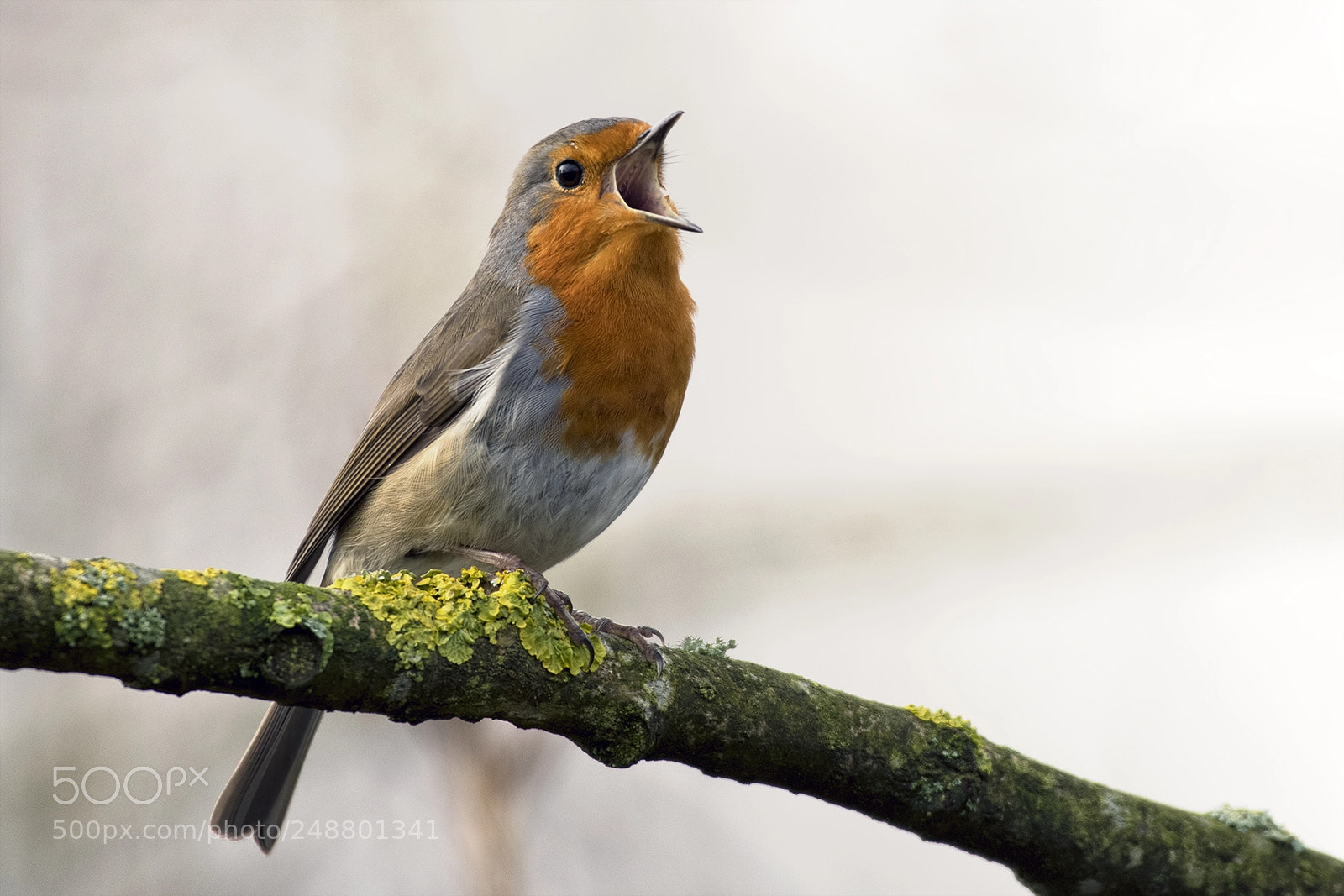 Nikon D500 sample photo. Ready for spring photography