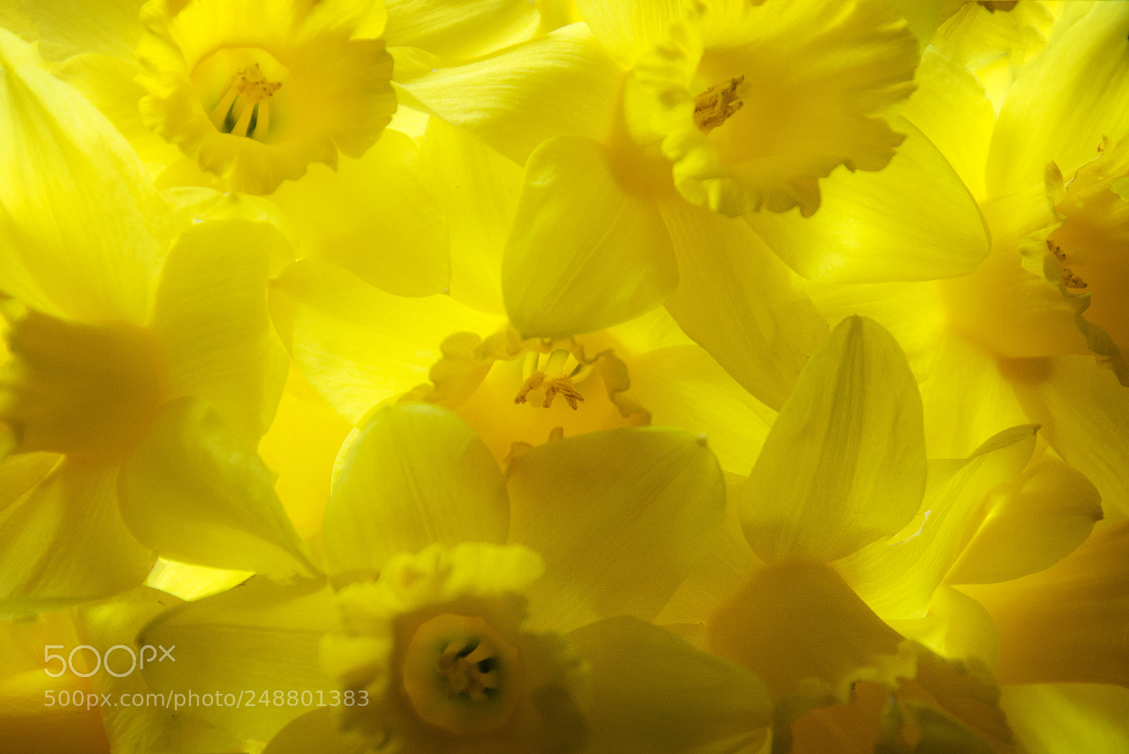 Nikon D7000 sample photo. Mellow yellow... photography