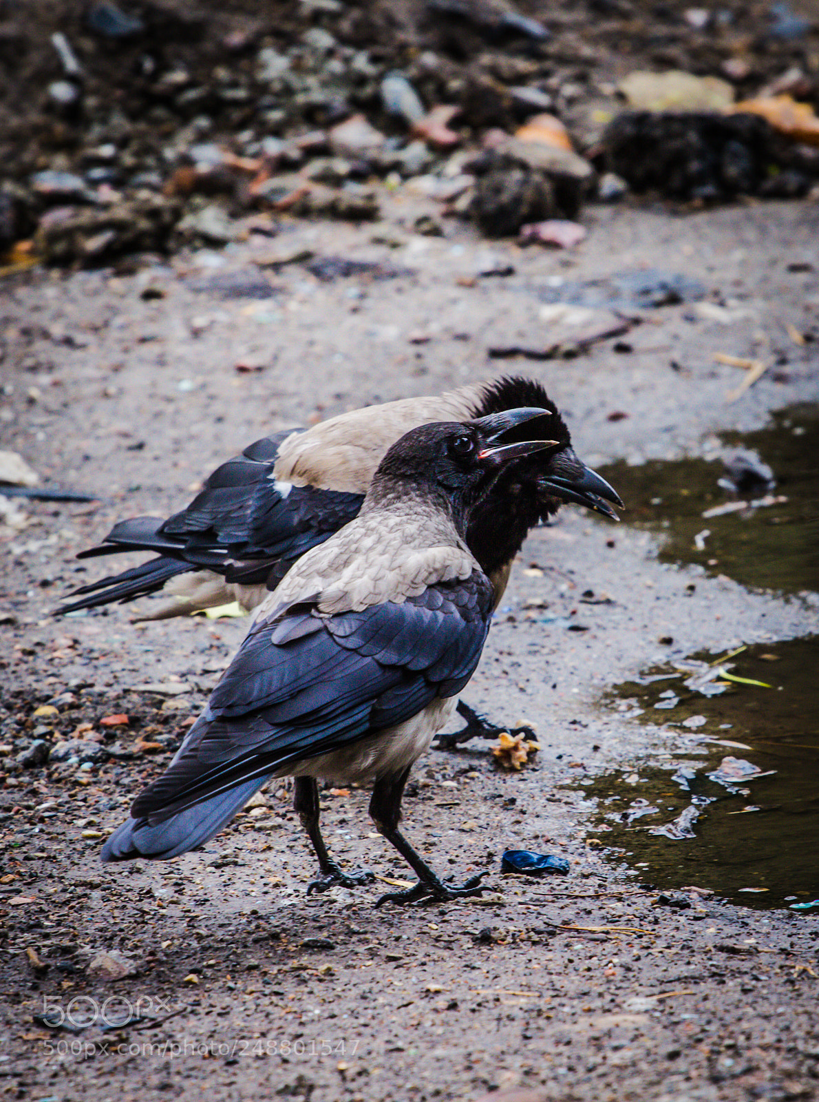 Canon EOS 600D (Rebel EOS T3i / EOS Kiss X5) sample photo. Crowlife photography