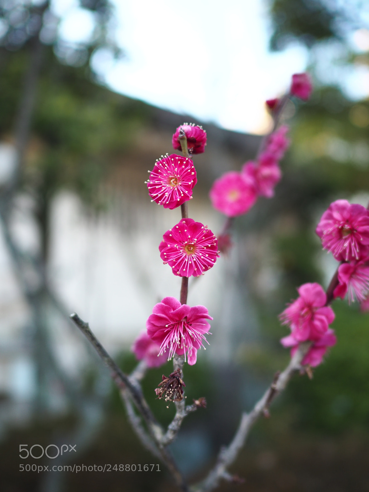 Olympus OM-D E-M10 II sample photo. Plum photography