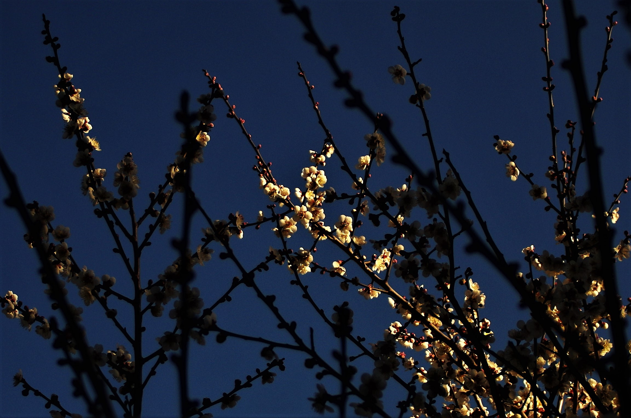 Tokina 19-35mm F3.5-4.5 AF sample photo. 白梅 photography