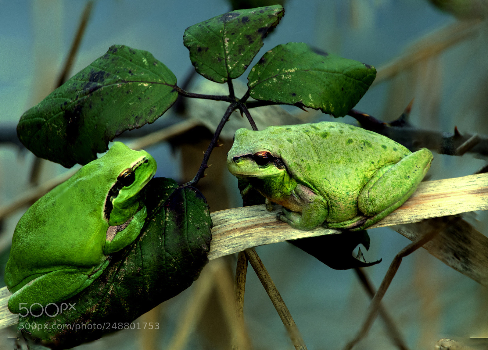 Canon EOS 7D Mark II sample photo. Treefrogs photography