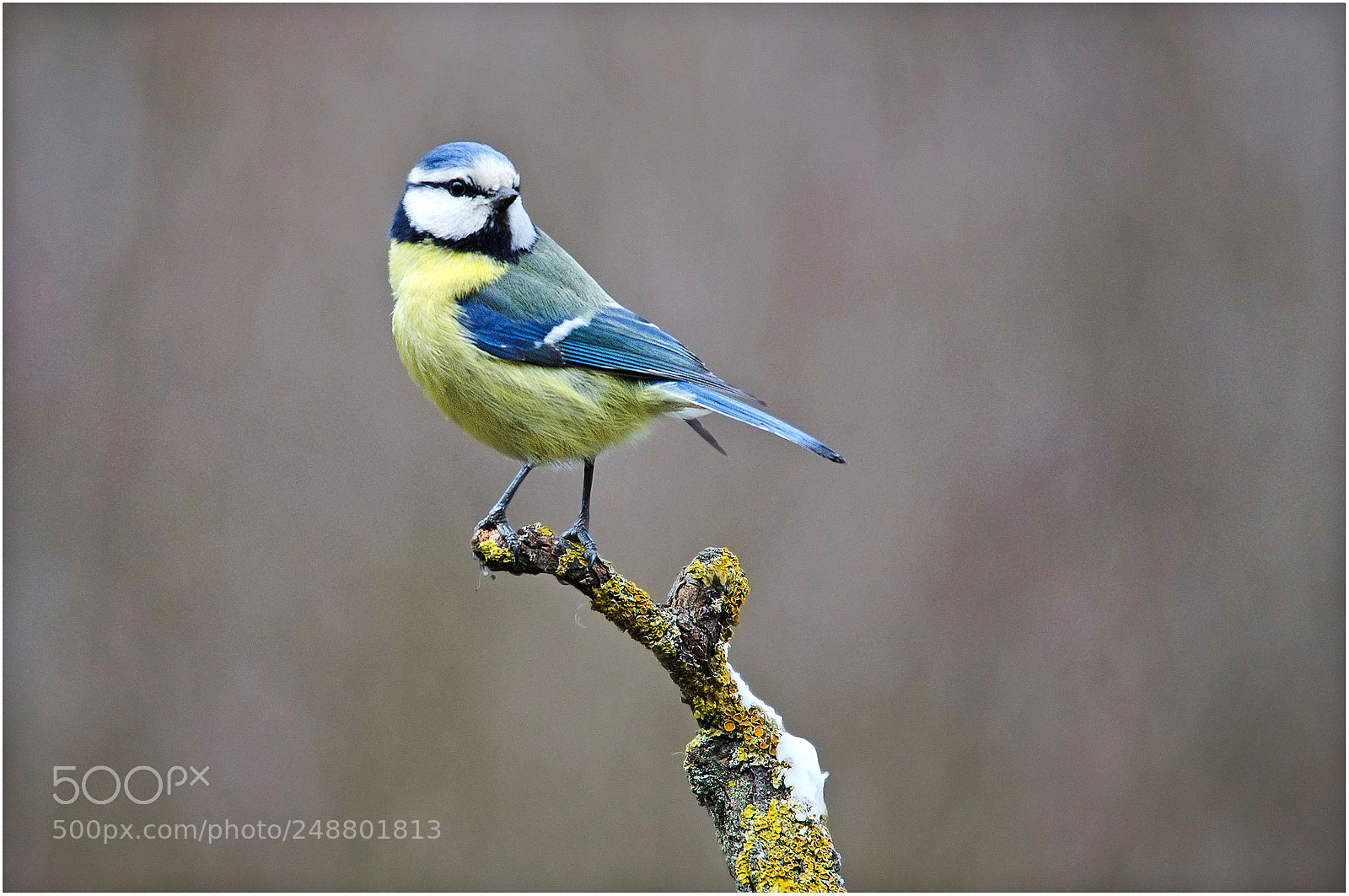 Nikon D7000 sample photo. Blue tit photography