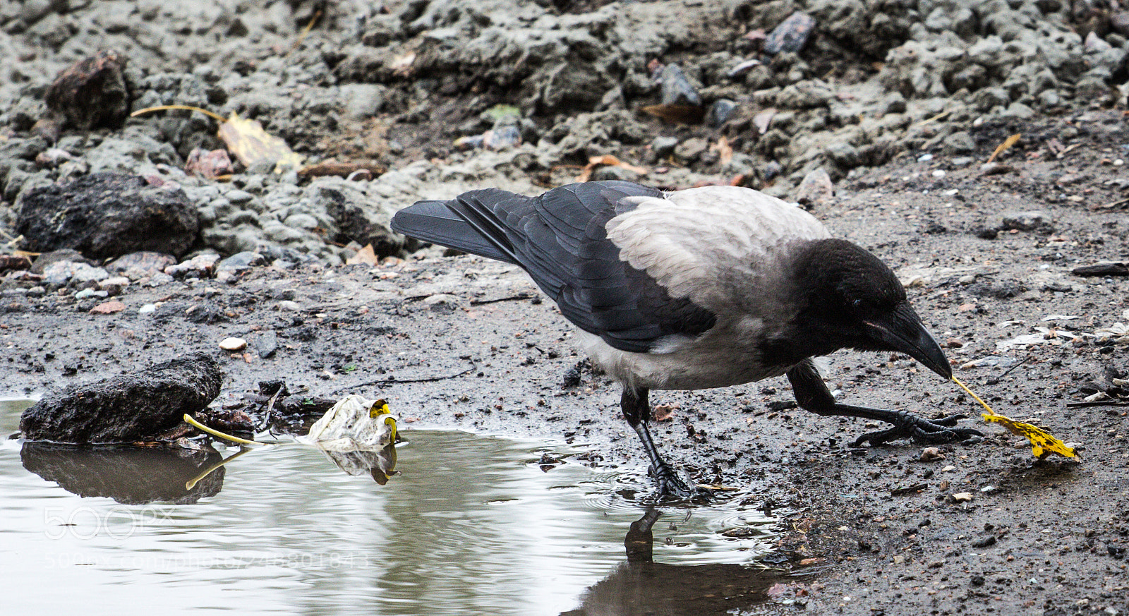 Canon EOS 600D (Rebel EOS T3i / EOS Kiss X5) sample photo. Crowlife photography