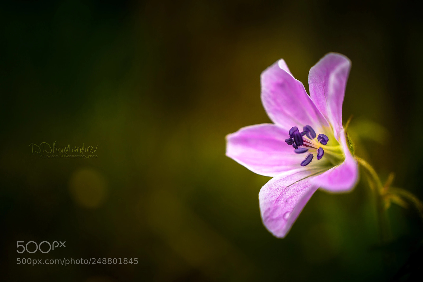 Sony Alpha NEX-5 sample photo. Micro space, macro flowers photography