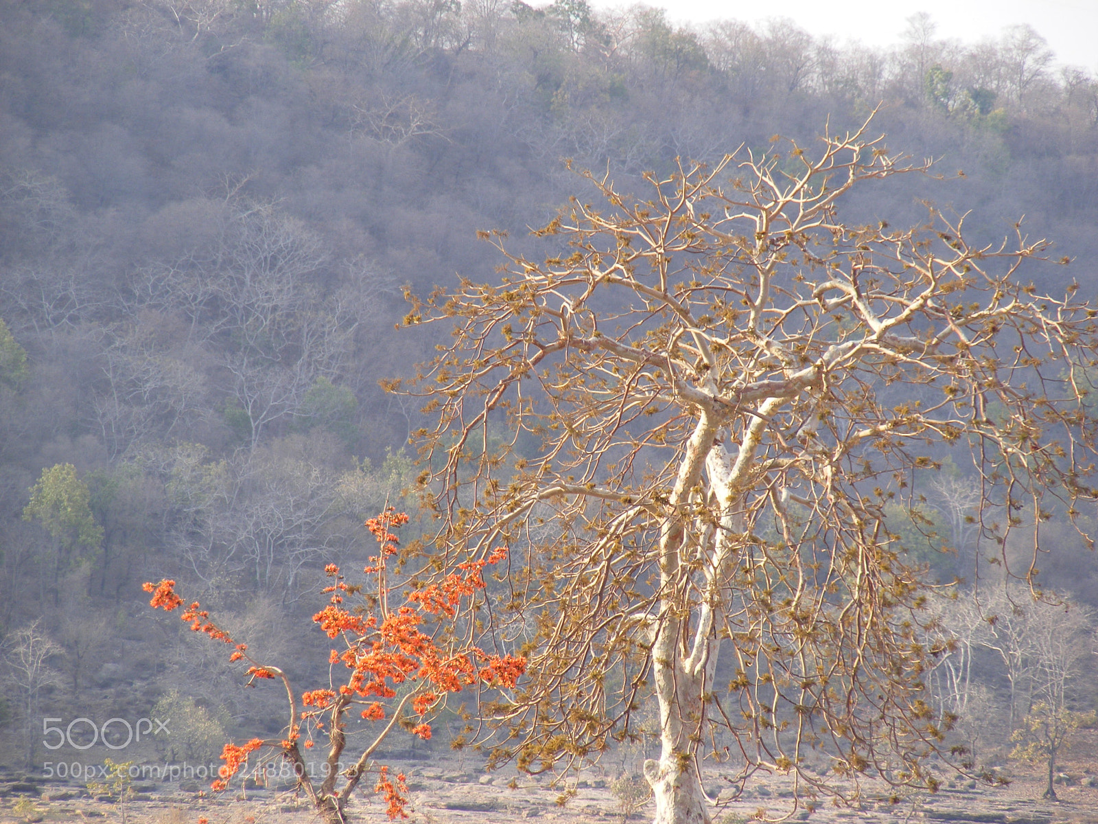 Fujifilm FinePix S5700 S700 sample photo. Nature photography