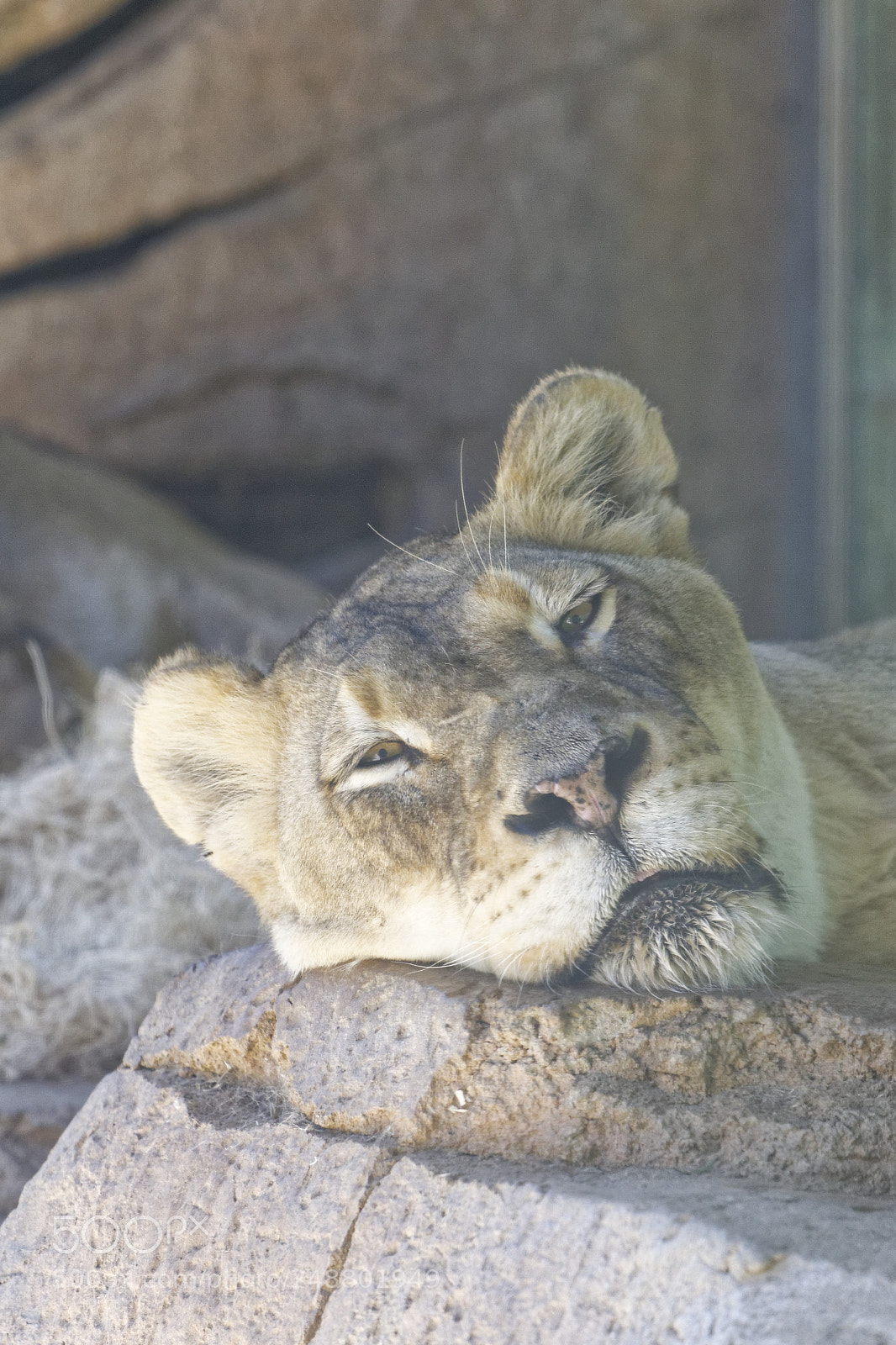 Canon EF 70-300 F4-5.6 IS II USM sample photo. Lioness photography