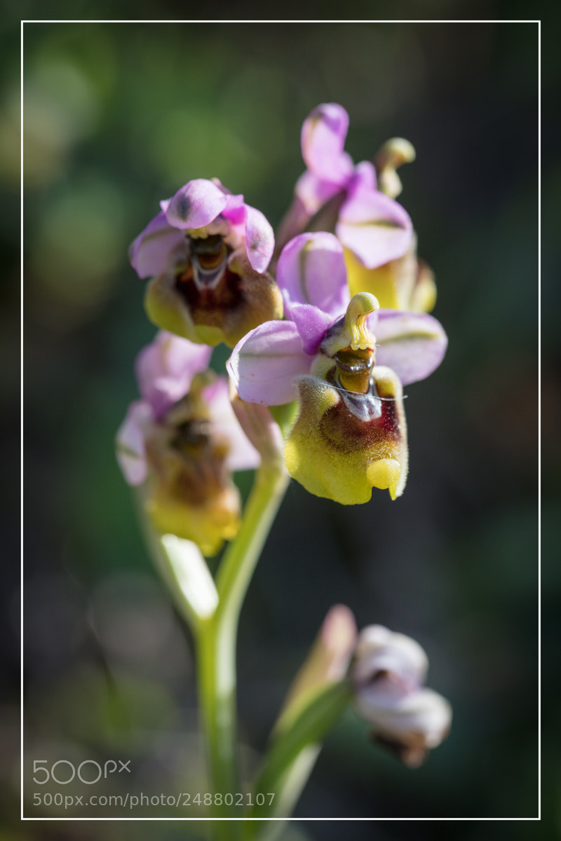 Canon EOS 5DS R sample photo. Ophrys tenthredinifera photography