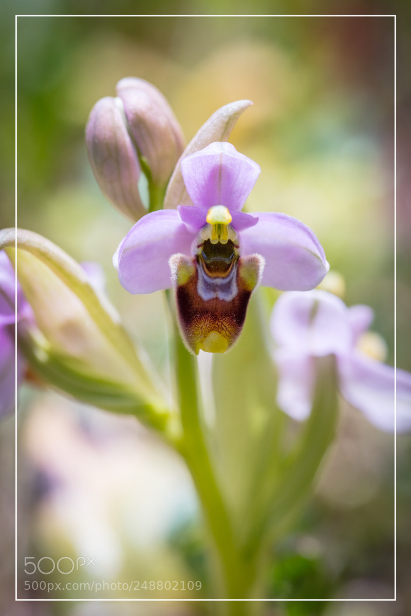 Canon EOS 5DS R sample photo. Ophrys tenthredinifera photography
