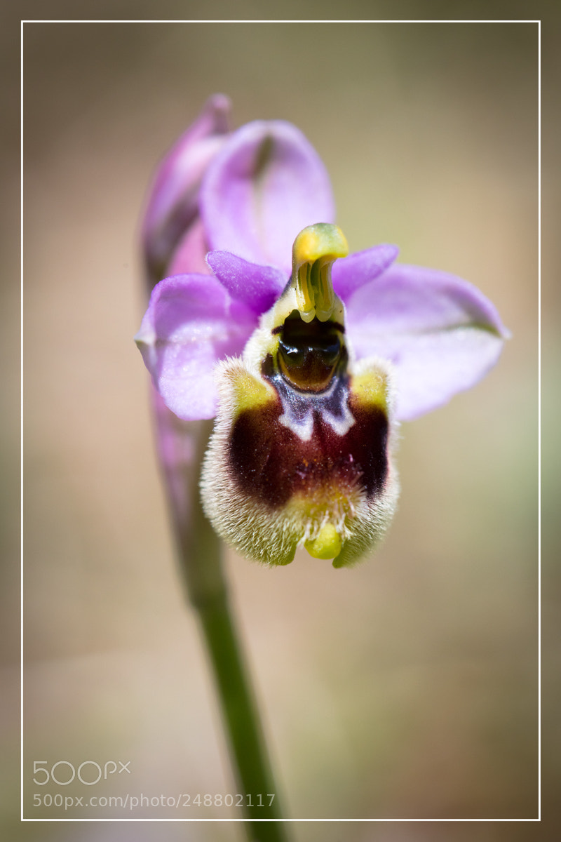 Canon EOS 5DS R sample photo. Ophrys tenthredinifera photography