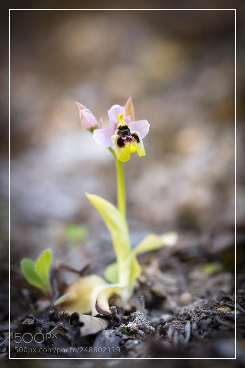 Canon EOS 5DS R sample photo. Ophrys tenthredinifera photography