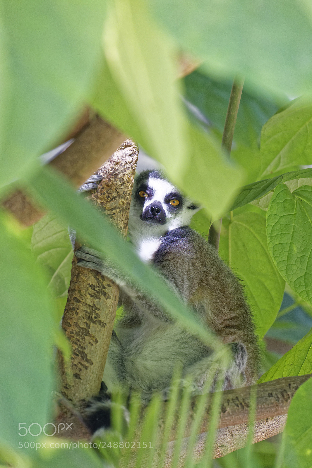 Canon EF 70-300 F4-5.6 IS II USM sample photo. Hiding lemur photography