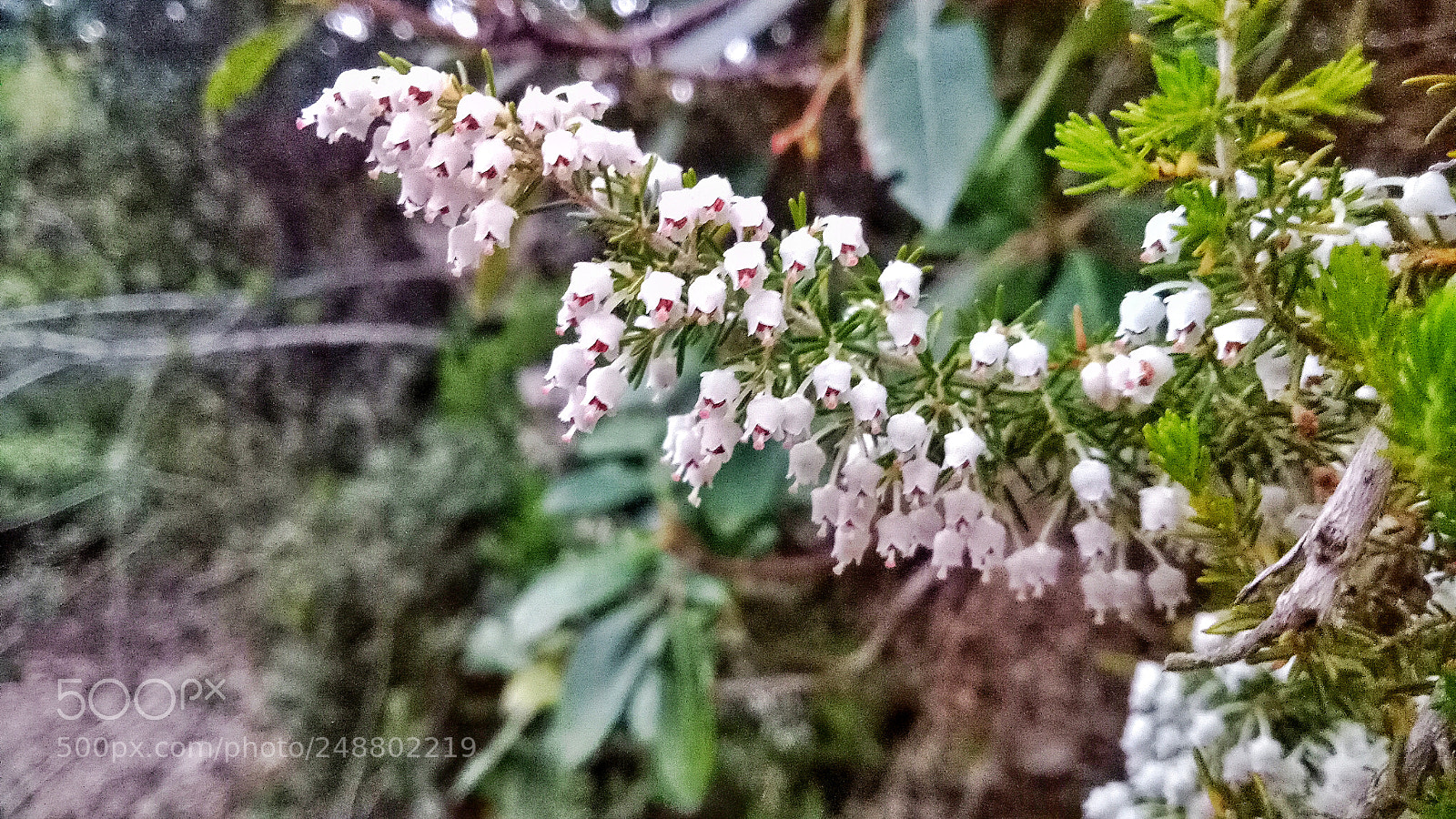 OPPO A1601 sample photo. Untitled photography