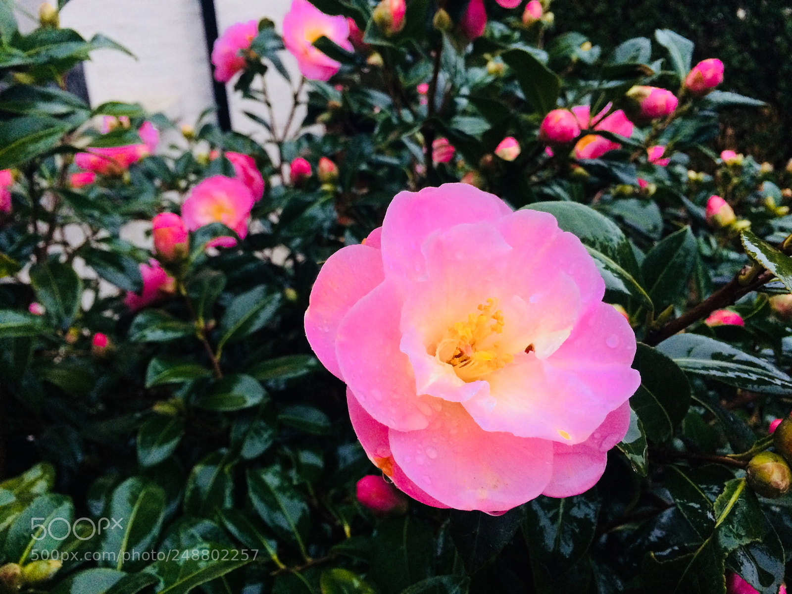 Apple iPhone 5s sample photo. Pink photography