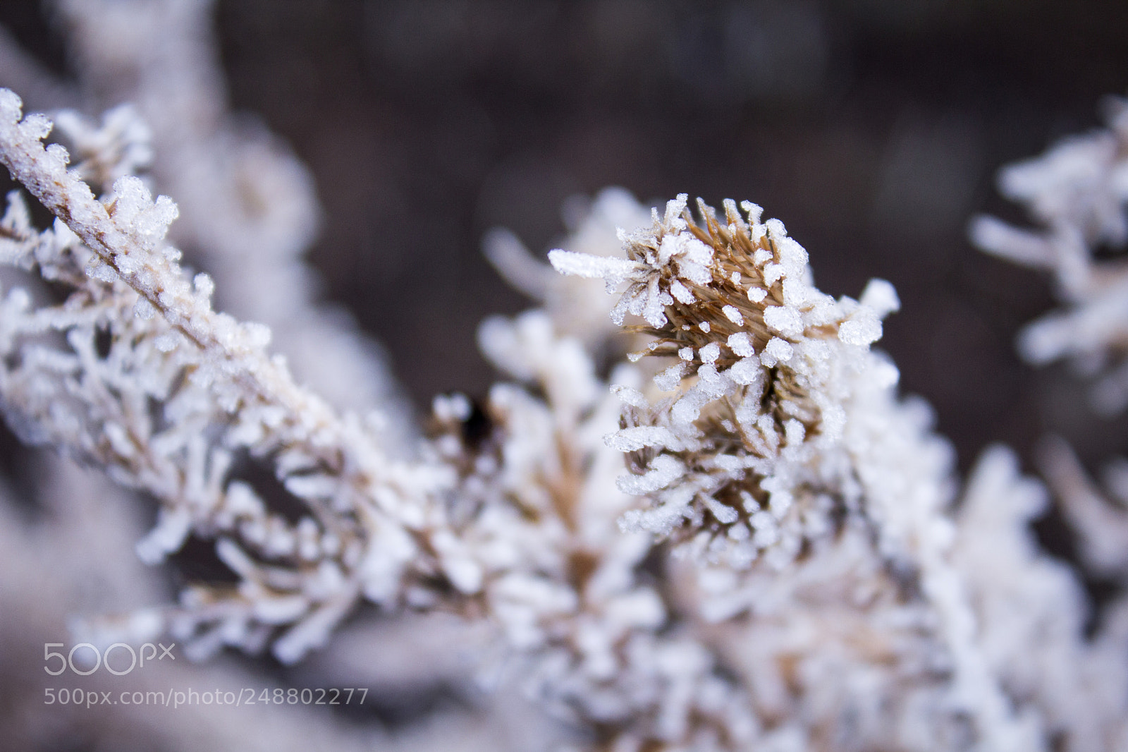 Canon EOS 600D (Rebel EOS T3i / EOS Kiss X5) sample photo. Dry and frozen photography