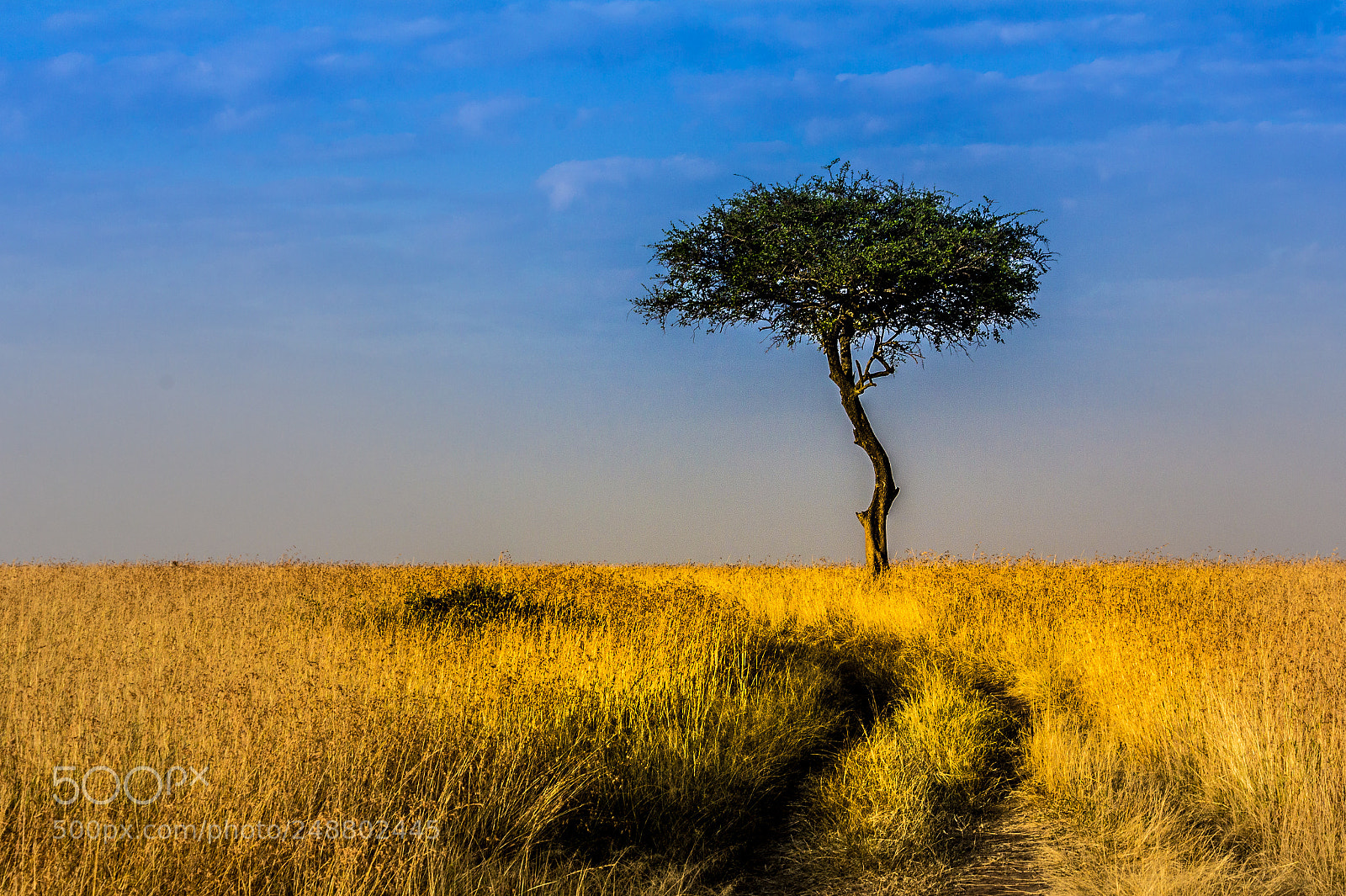 Canon EOS 60D sample photo. Kenyan savanna photography