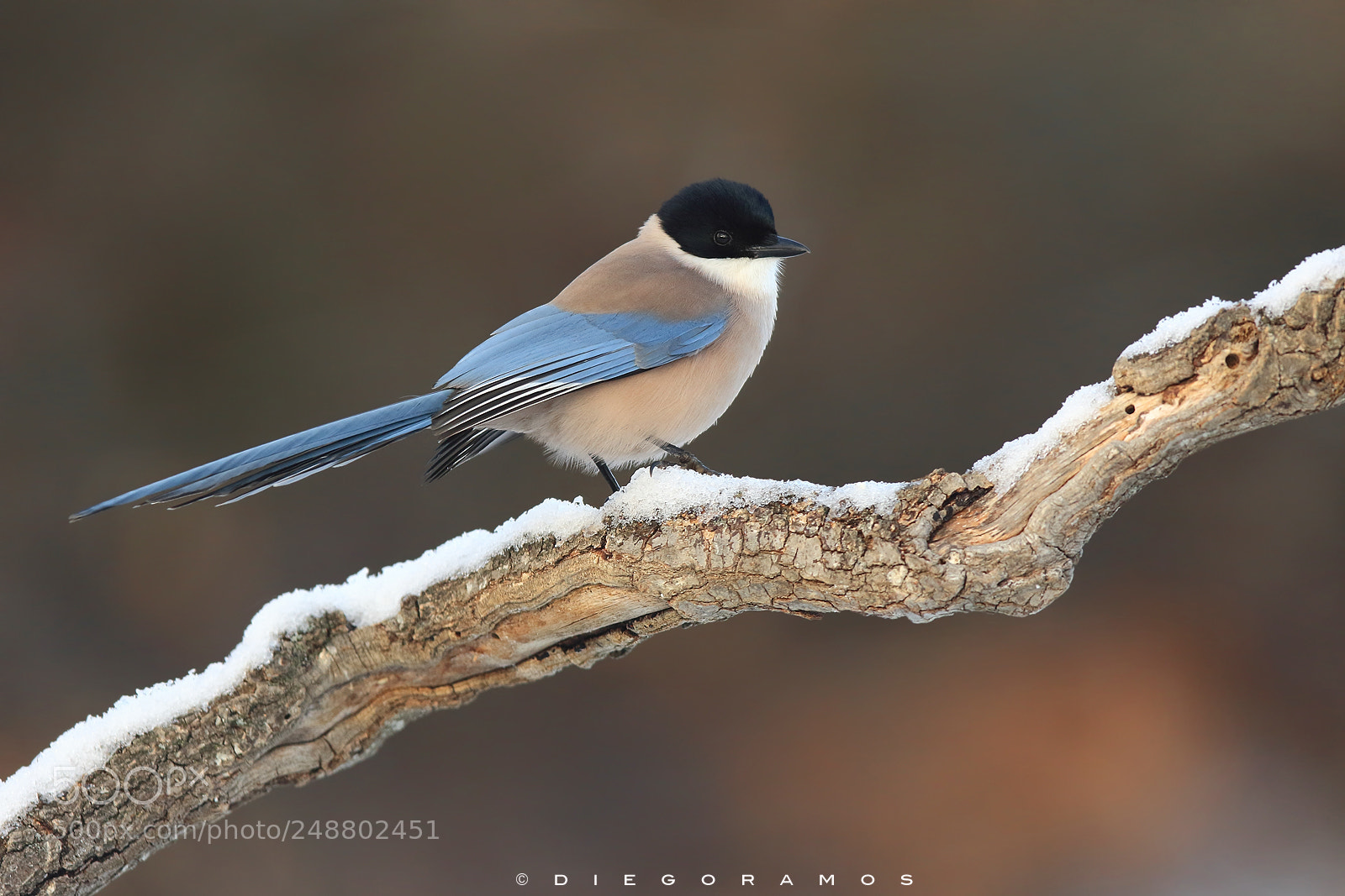 Canon EOS 7D Mark II sample photo. Winter portrait photography
