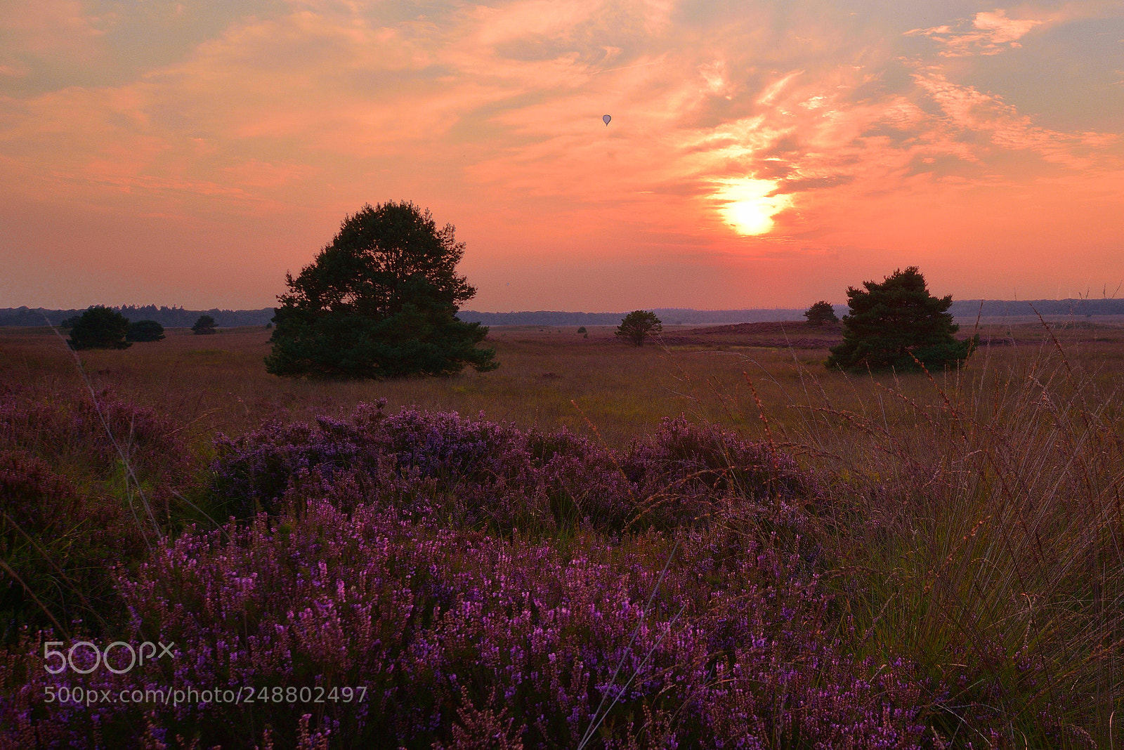 Nikon D5300 sample photo. Sunset at asselsche heide photography