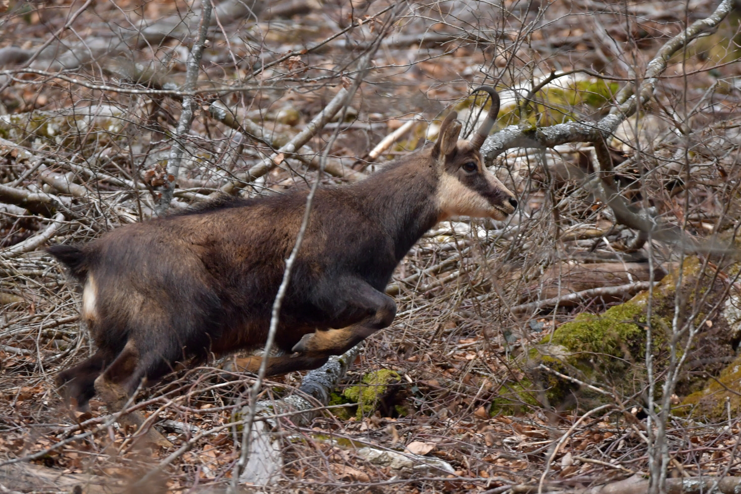 Nikon D5 + Sigma 150-600mm F5-6.3 DG OS HSM | S sample photo. Chamois photography