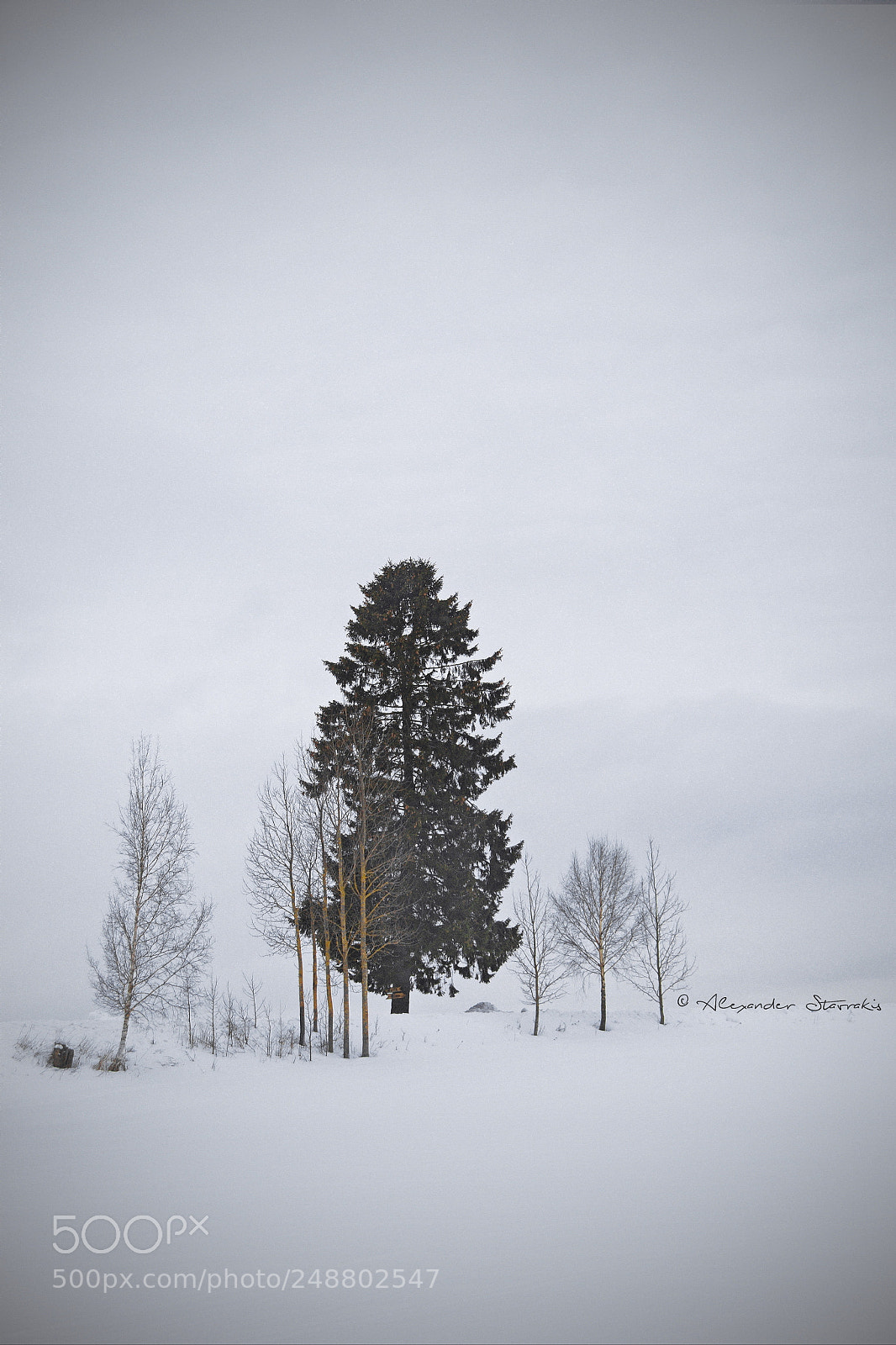 Nikon D3100 sample photo. Trees photography