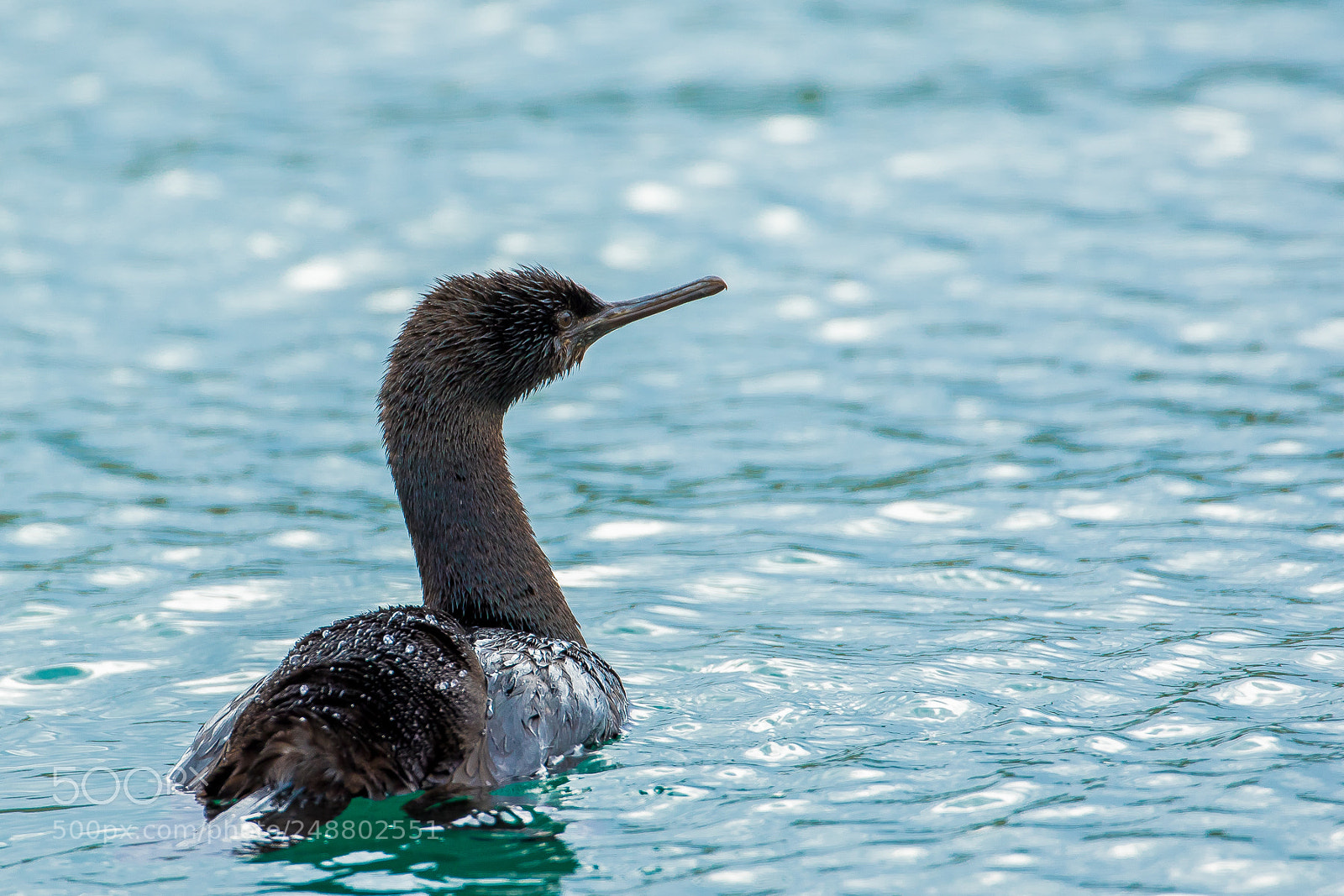 Canon EOS 7D Mark II sample photo. The deep blue sea photography