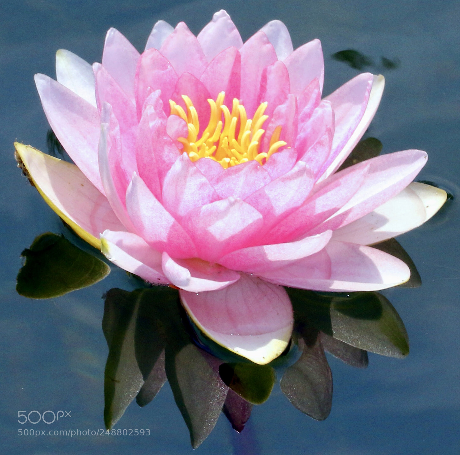 Canon EOS 7D Mark II sample photo. Waterlily photography