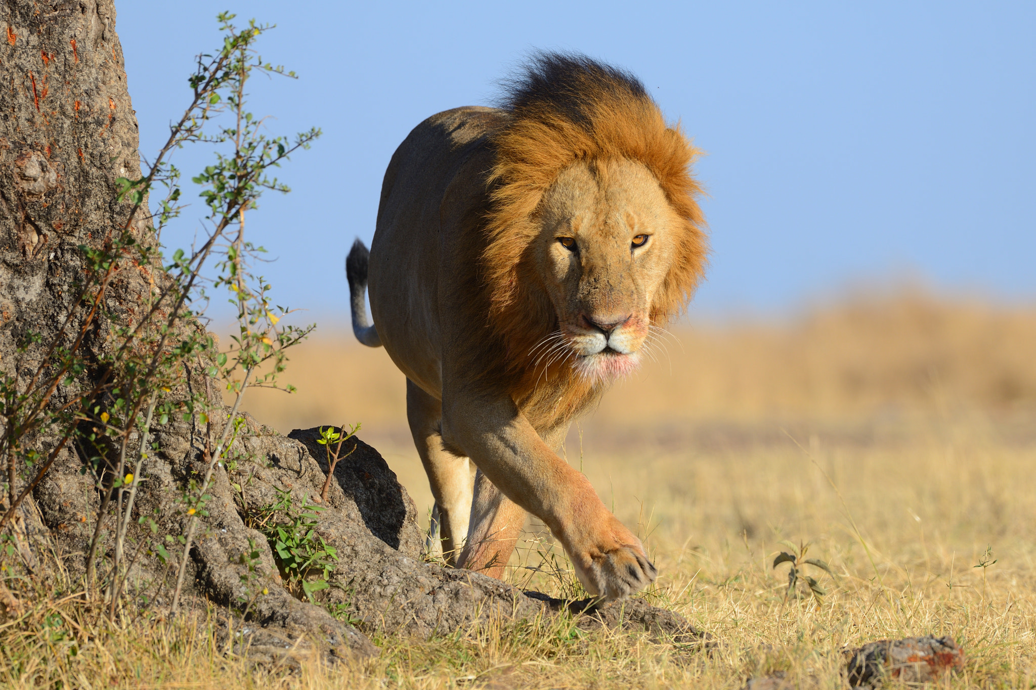Nikon AF-S Nikkor 500mm F4G ED VR sample photo. Patrol photography