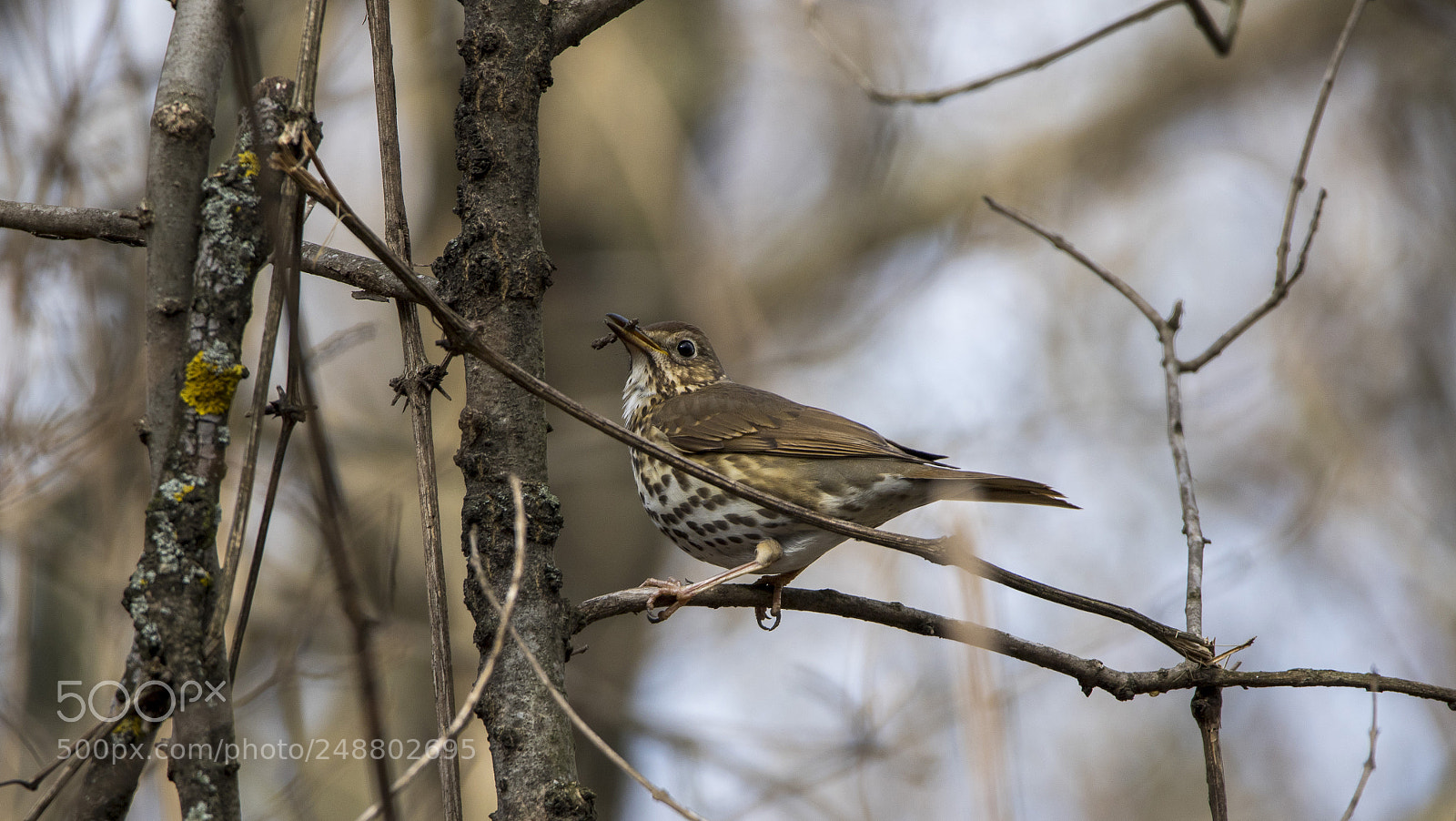 Canon EOS 7D Mark II sample photo. Mistle thrush photography