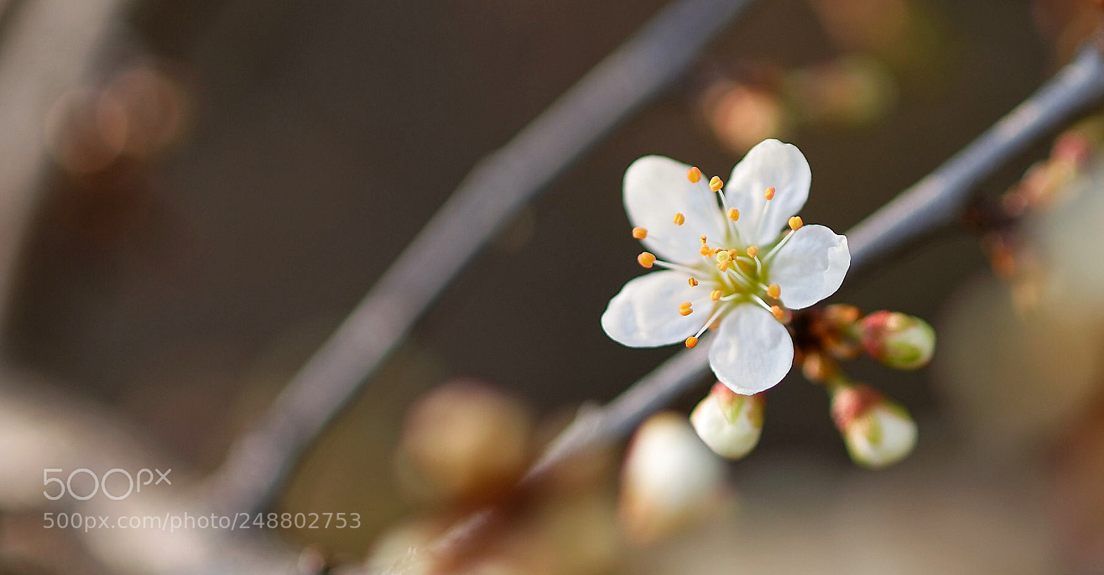 Nikon D3300 sample photo. Blooming ... photography