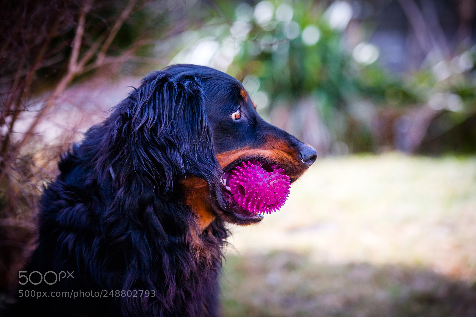Canon EOS 5D sample photo. His beloved ball photography