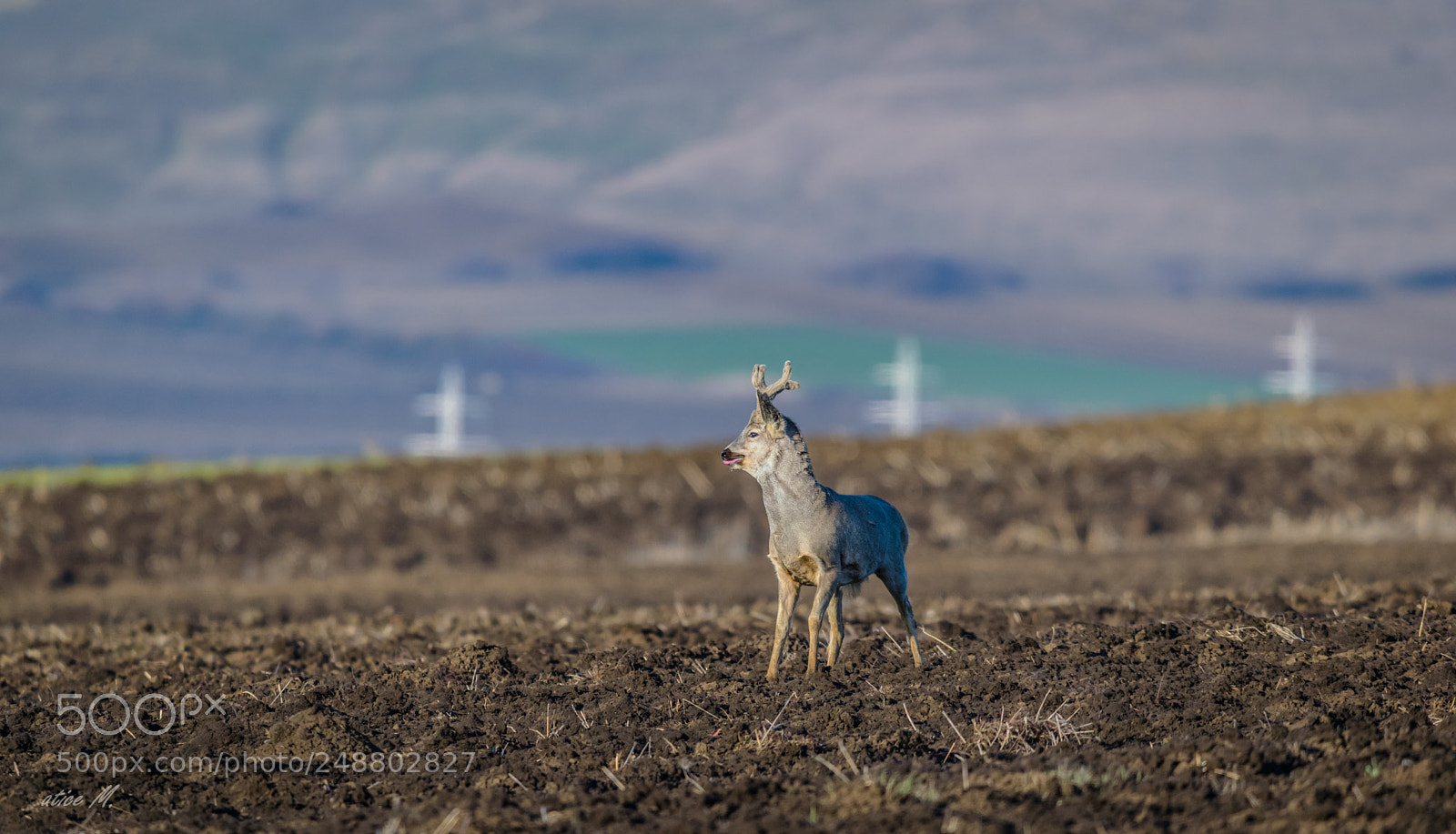 Nikon D5300 sample photo. Deer in the field photography