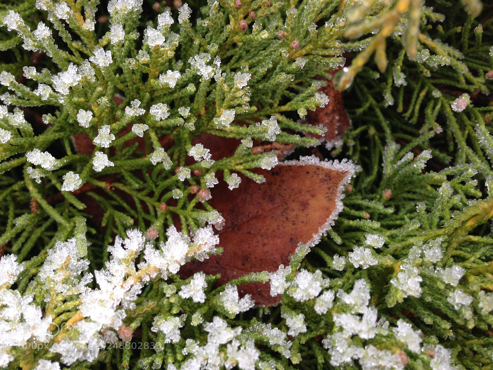 Apple iPhone 5 sample photo. ***frozen*** photography