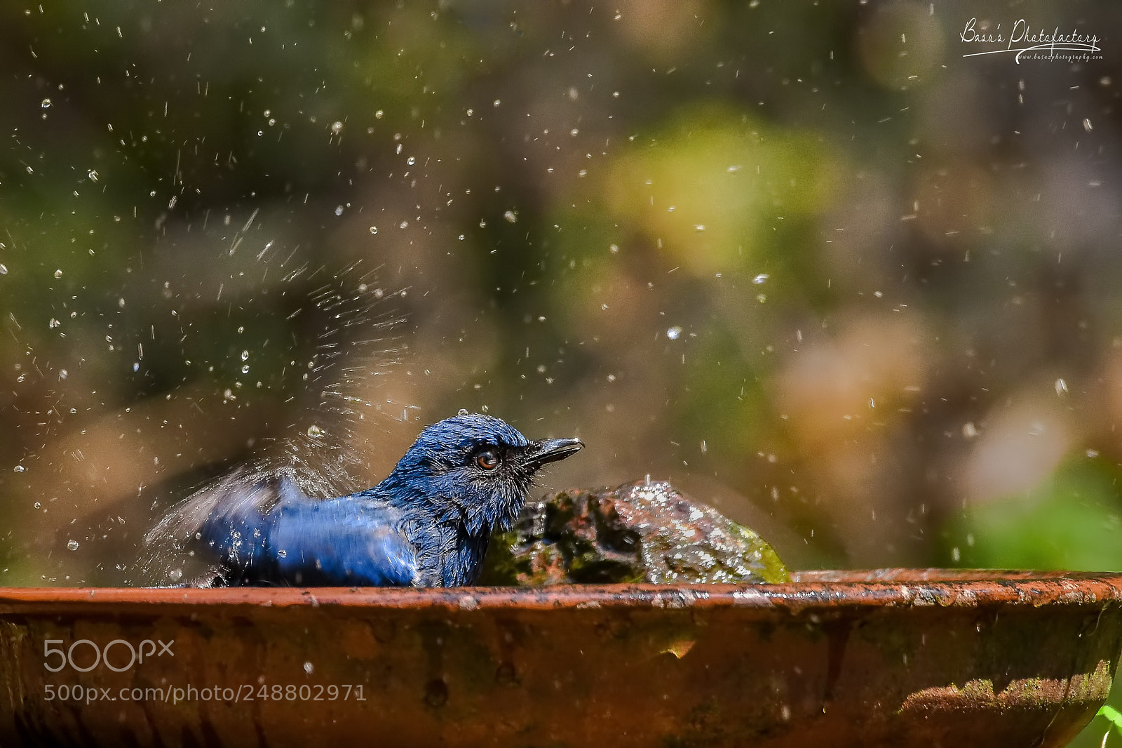 Nikon D810 sample photo. Splash splash splash photography