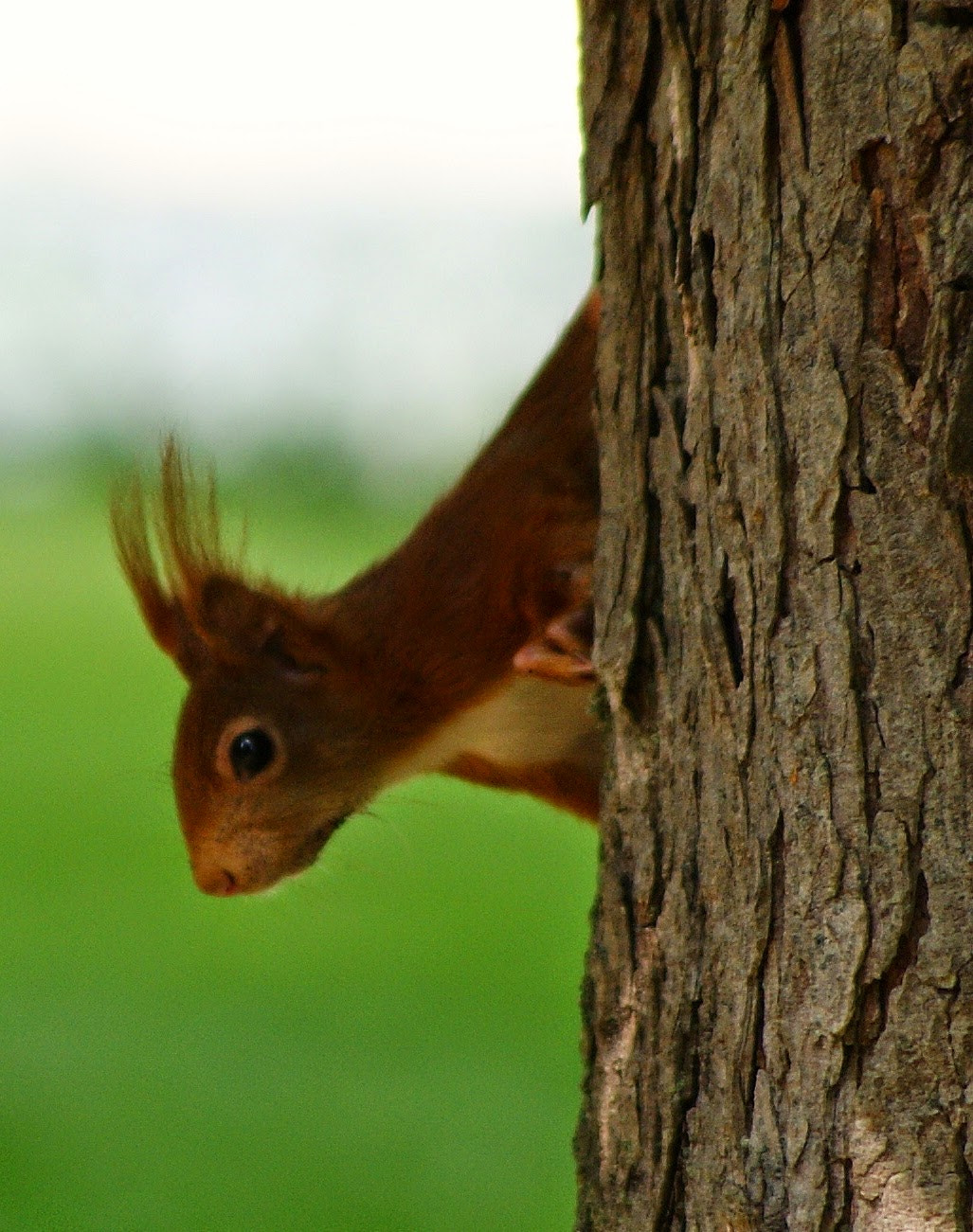 Sony DT 55-200mm F4-5.6 SAM sample photo