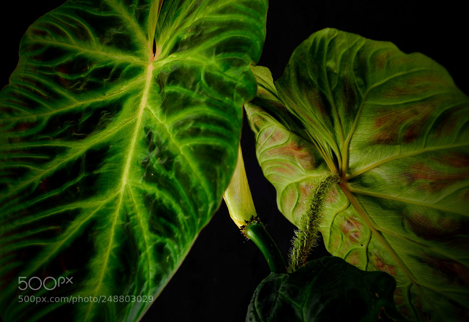 Nikon D3000 sample photo. Philodendron verrucosum foliage photography