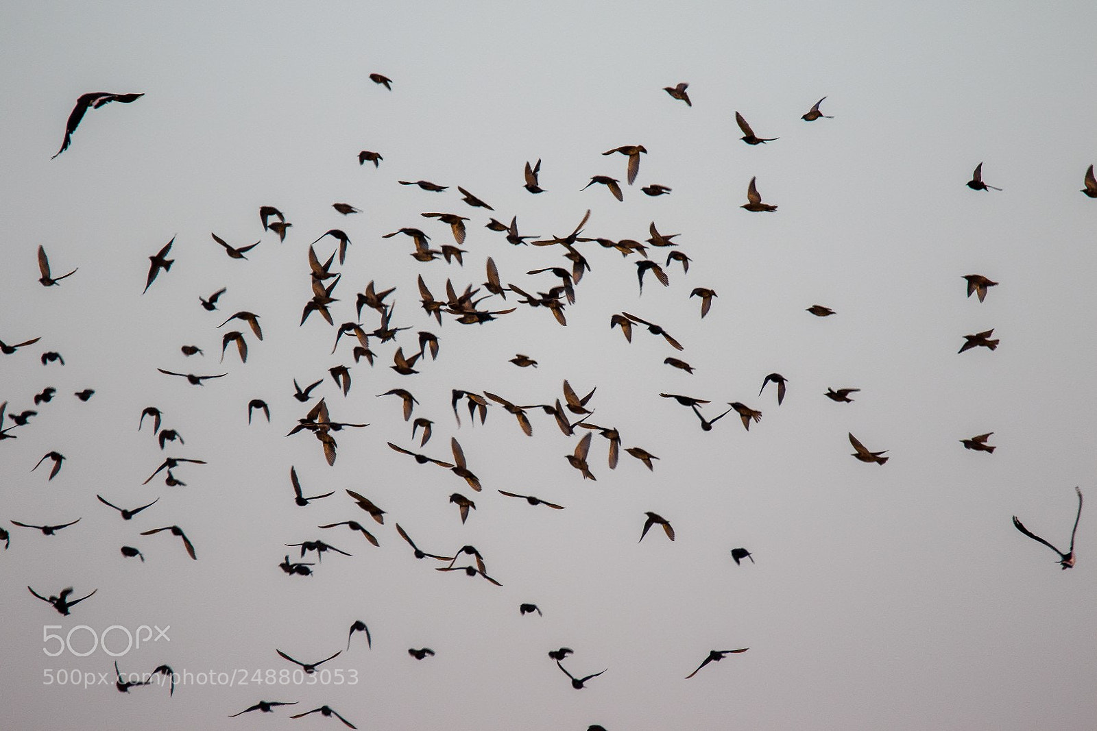 Canon EOS 7D Mark II sample photo. Starlings photography
