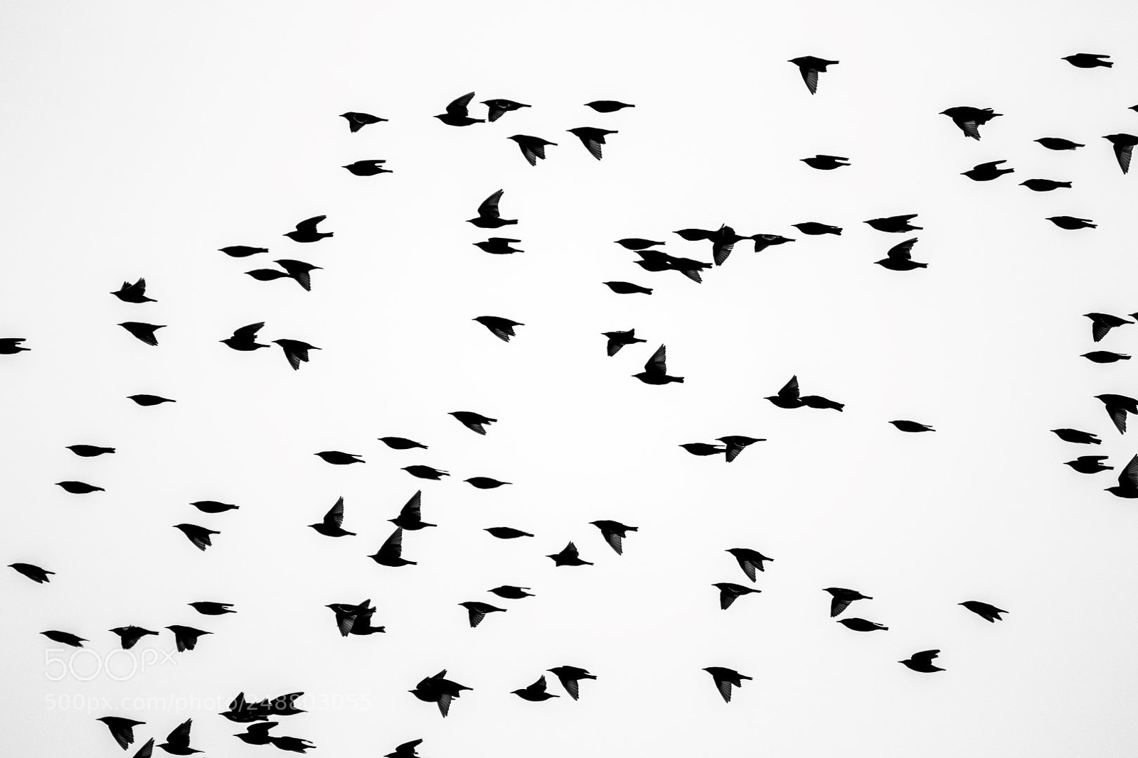 Canon EOS 7D Mark II sample photo. Starlings photography