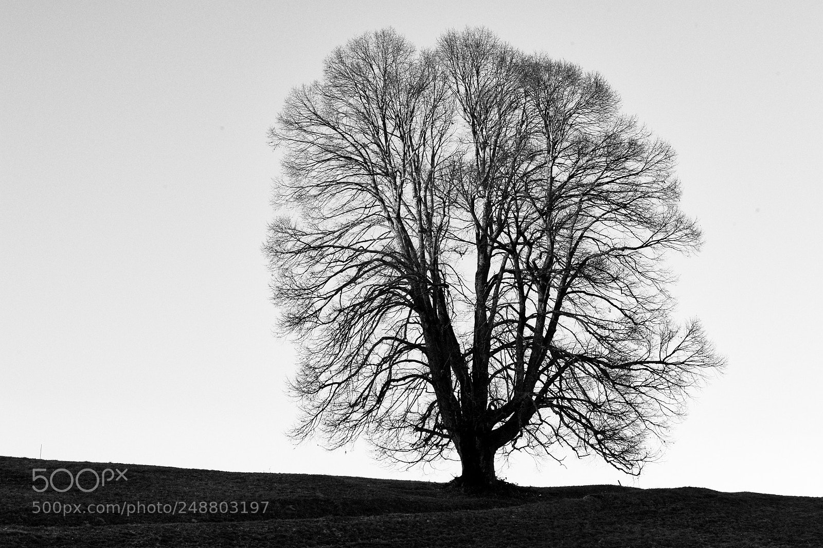 Nikon D3S sample photo. Tree in fall photography