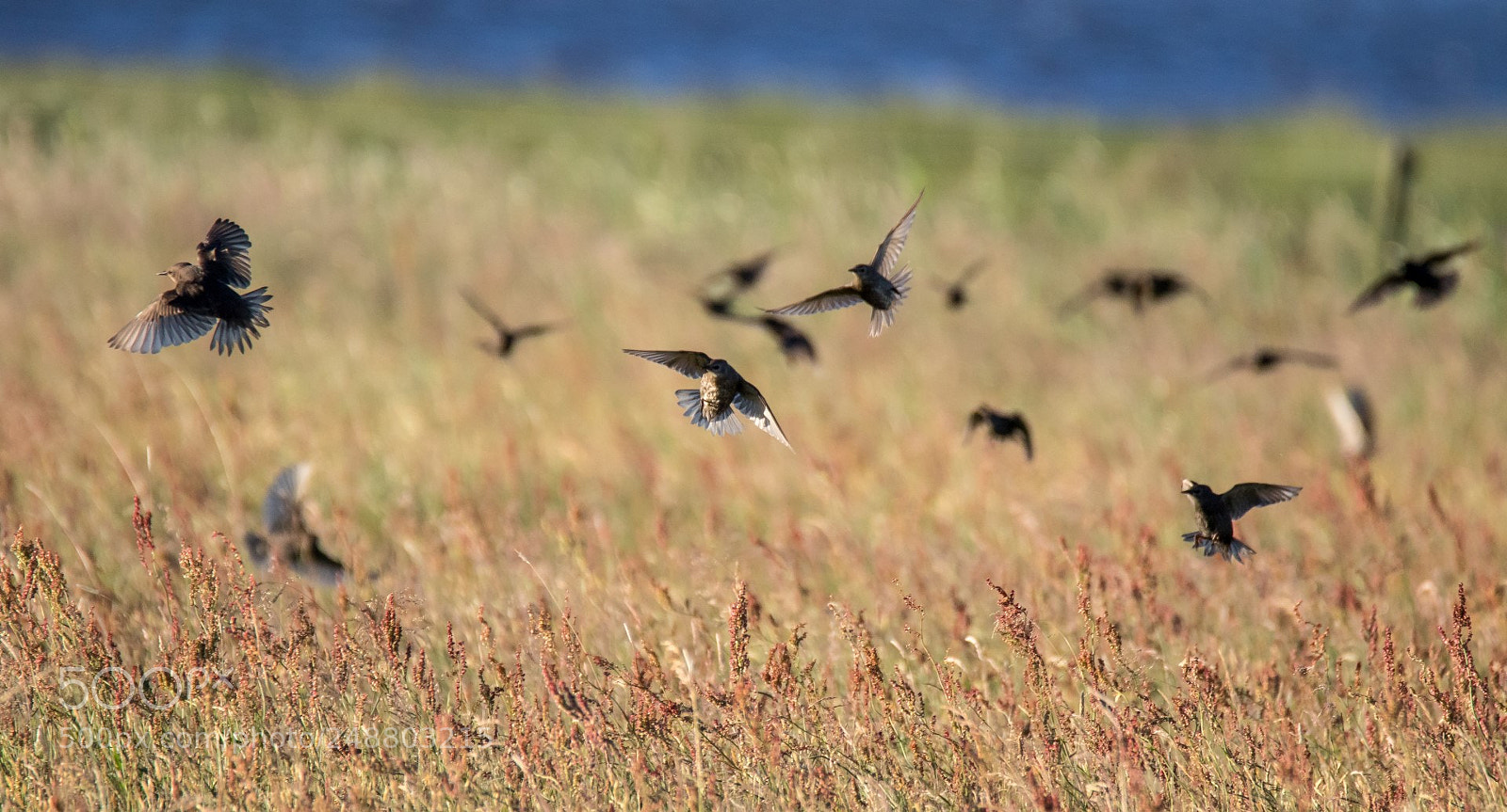 Canon EOS 7D Mark II sample photo. Starlings photography