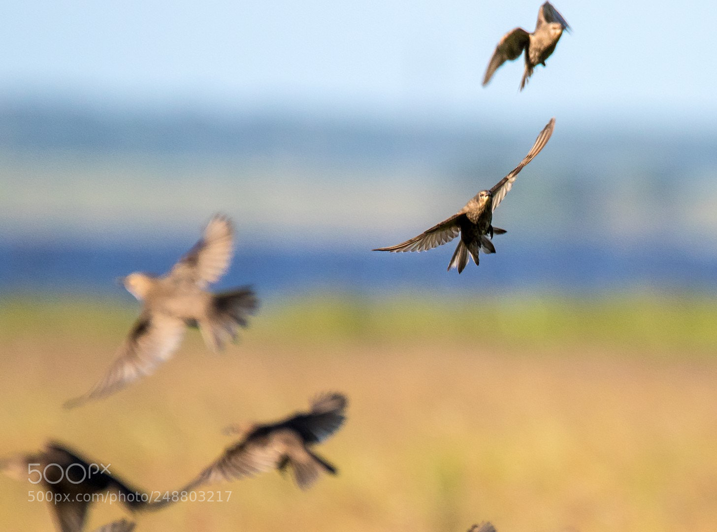 Canon EOS 7D Mark II sample photo. Starlings photography