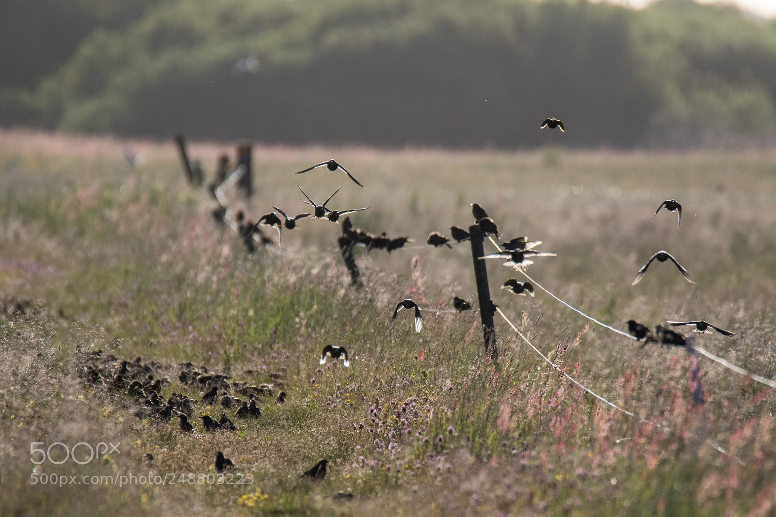 Canon EOS 7D Mark II sample photo. Starlings photography