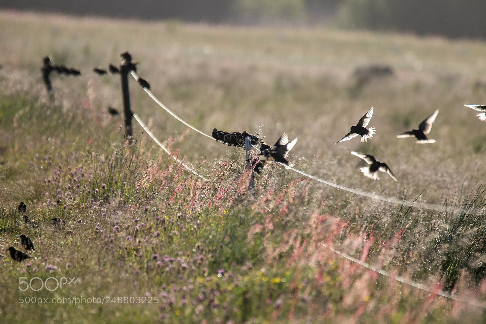 Canon EOS 7D Mark II sample photo. Starlings photography