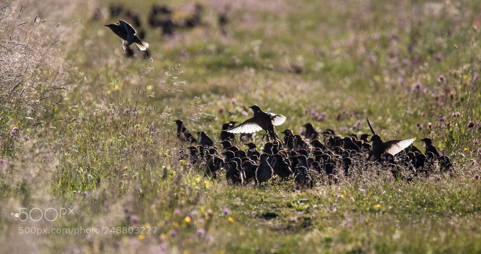 Canon EOS 7D Mark II sample photo. Starlings photography