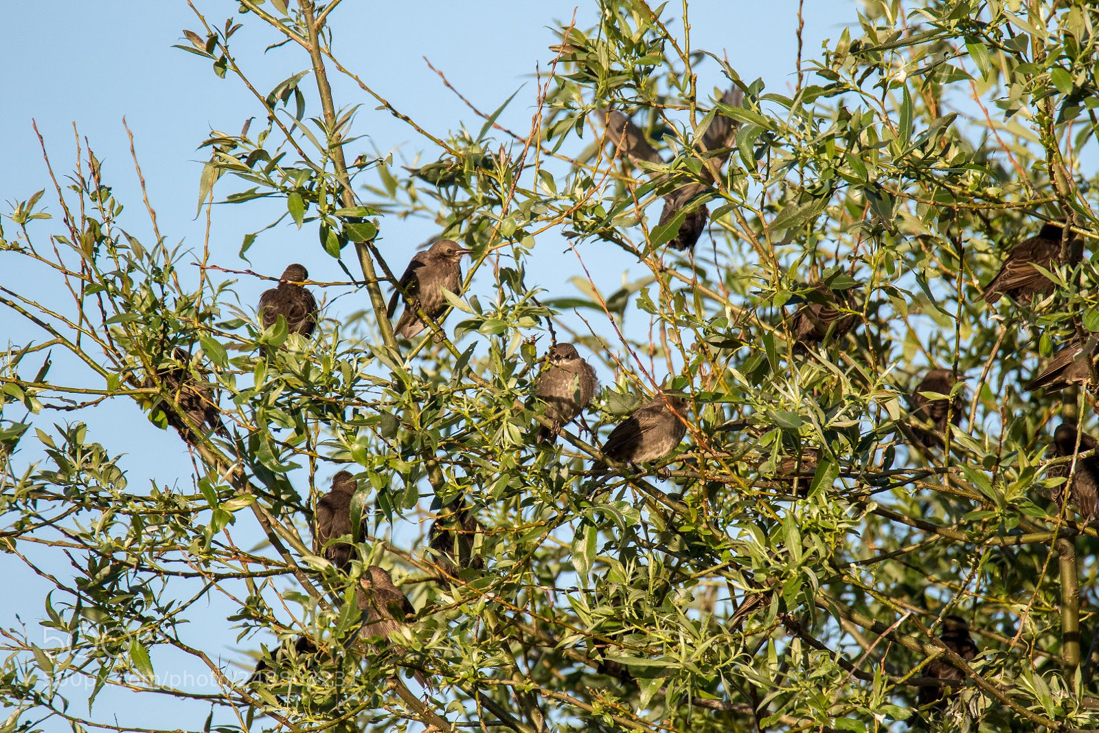 Canon EOS 7D Mark II sample photo. Starlings photography