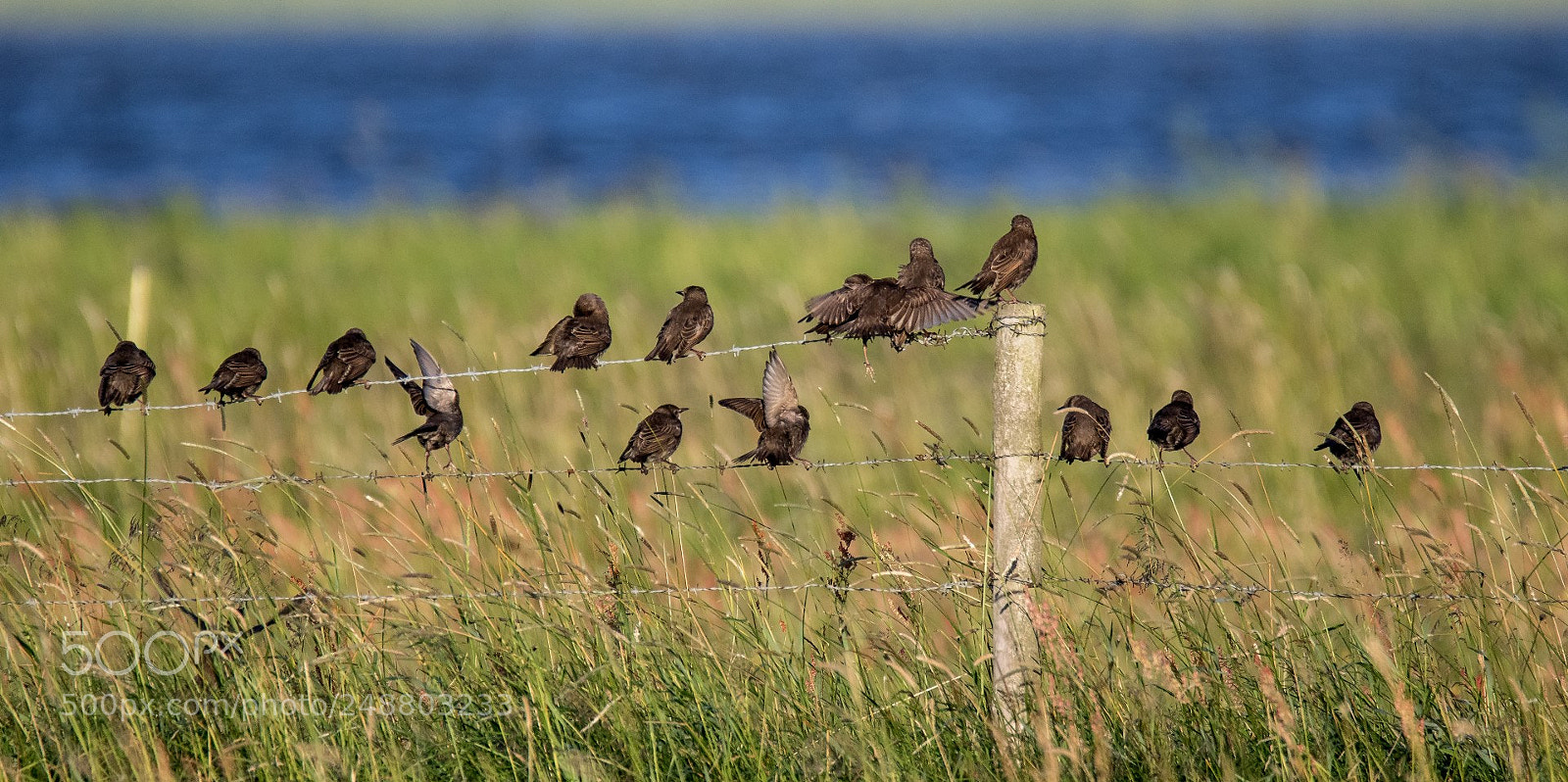 Canon EOS 7D Mark II sample photo. Starlings photography